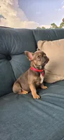 Georgia , a female French Bulldog for sale in Sebring, FL – 1 of 6