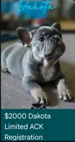 DAKOTA , a male French Bulldog for sale in Sebring, FL – 4 of 7