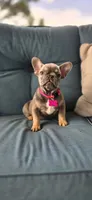 Georgia , a female French Bulldog for sale in Sebring, FL – 2 of 6