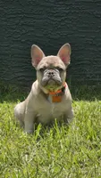 DC, a male French Bulldog for sale in Sebring, FL – 3 of 10