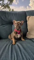 Georgia , a female French Bulldog for sale in Sebring, FL – 6 of 6
