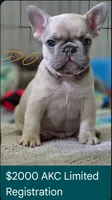 DC, a male French Bulldog for sale in Sebring, FL – 7 of 9