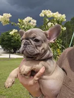 INDY, a male French Bulldog for sale in Sebring, FL – 3 of 8