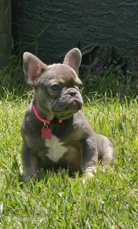 Georgia  – French Bulldog puppy for sale in Sebring, FL