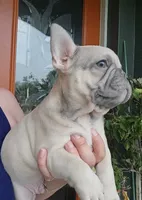 DC, a male French Bulldog for sale in Sebring, FL – 2 of 9