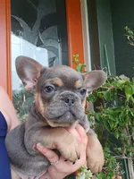 Rhodie , a male French Bulldog for sale in Sebring, FL – 2 of 8
