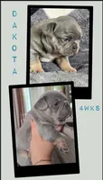 DAKOTA , a male French Bulldog for sale in Sebring, FL – 6 of 7