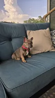Georgia , a female French Bulldog for sale in Sebring, FL – 5 of 6