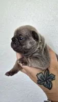 TEX, a male French Bulldog for sale in Sebring, FL – 6 of 7