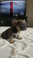 Rhodie , a male French Bulldog for sale in Sebring, FL – 6 of 8