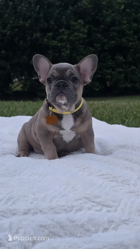 INDY – French Bulldog puppy for sale in Sebring, FL