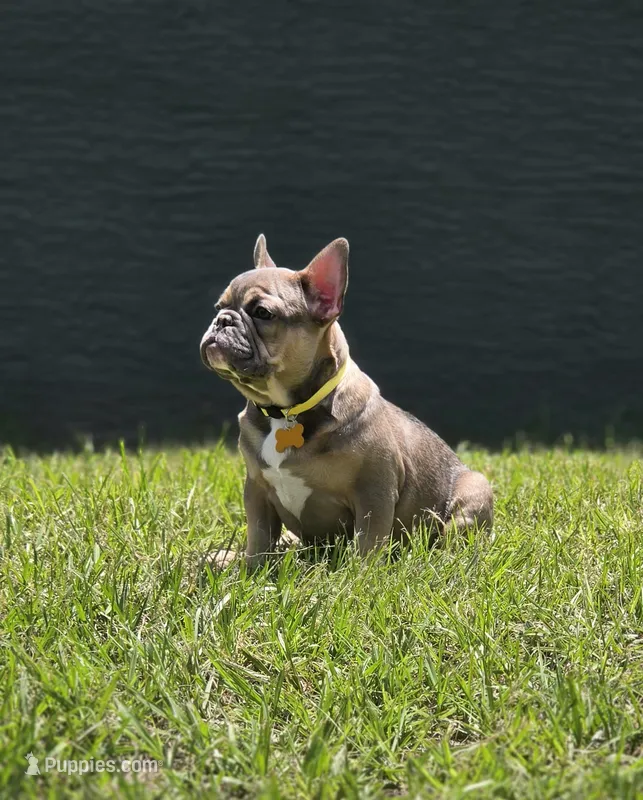 INDY – French Bulldog puppy for sale in Sebring, FL