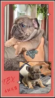TEX, a male French Bulldog for sale in Sebring, FL – 5 of 7