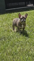INDY, a male French Bulldog for sale in Sebring, FL – 8 of 9