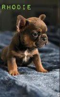Rhodie , a male French Bulldog for sale in Sebring, FL – 5 of 8