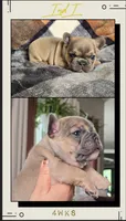 INDY, a male French Bulldog for sale in Sebring, FL – 6 of 8