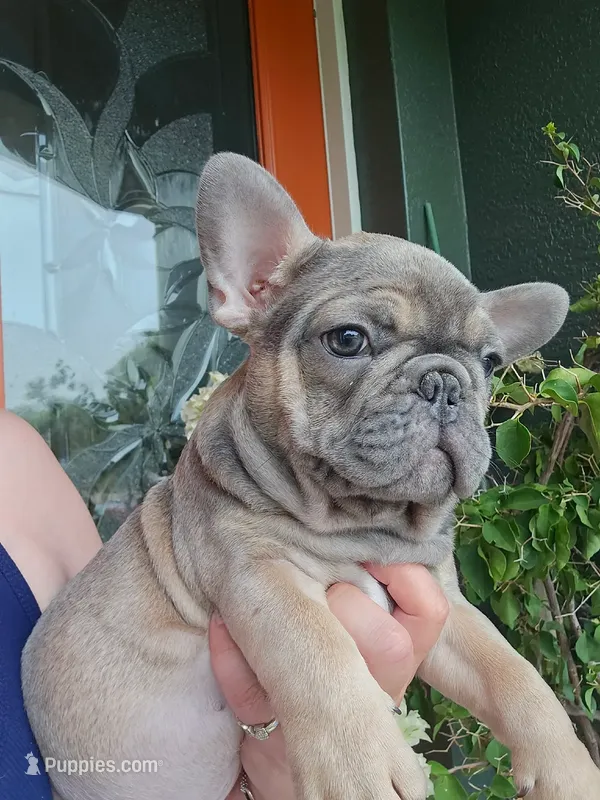 TEX, a male French Bulldog for sale in Sebring, FL – 1 of 7