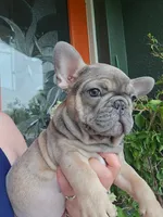 TEX, a male French Bulldog for sale in Sebring, FL – 1 of 7