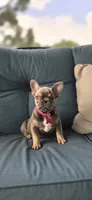 Georgia , a female French Bulldog for sale in Sebring, FL – 3 of 6