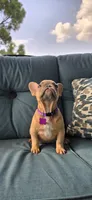 Virginia , a female French Bulldog for sale in Sebring, FL – 5 of 8