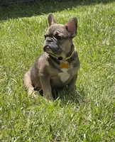 INDY, a male French Bulldog for sale in Sebring, FL – 6 of 9