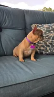 Virginia , a female French Bulldog for sale in Sebring, FL – 3 of 8
