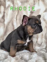 Rhodie , a male French Bulldog for sale in Sebring, FL – 4 of 8