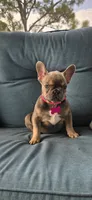 Georgia , a female French Bulldog for sale in Sebring, FL – 4 of 6