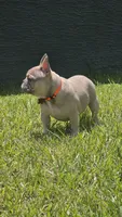 DC, a male French Bulldog for sale in Sebring, FL – 6 of 10
