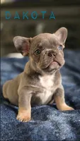 DAKOTA , a male French Bulldog for sale in Sebring, FL – 5 of 7
