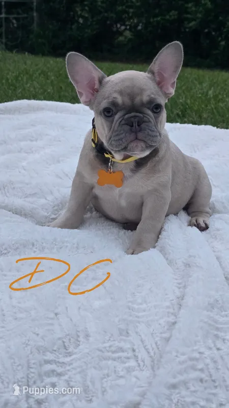 DC – French Bulldog puppy for sale in Sebring, FL