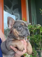 Rhodie , a male French Bulldog for sale in Sebring, FL – 1 of 8