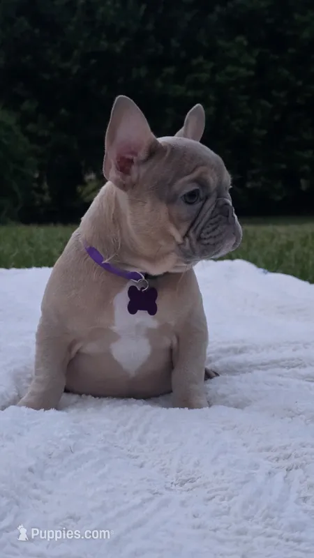 Virginia  – French Bulldog puppy for sale in Sebring, FL