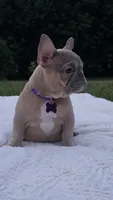 Virginia , a female French Bulldog for sale in Sebring, FL – 1 of 8