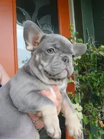 DAKOTA , a male French Bulldog for sale in Sebring, FL – 1 of 7