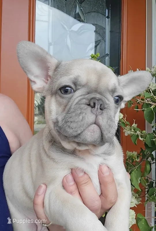 DC – French Bulldog puppy for sale in Sebring, FL