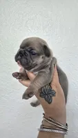 INDY, a male French Bulldog for sale in Sebring, FL – 8 of 8
