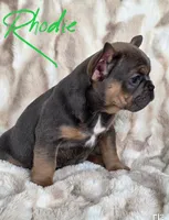Rhodie , a male French Bulldog for sale in Sebring, FL – 3 of 8