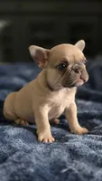 DC, a male French Bulldog for sale in Sebring, FL – 9 of 9