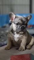 INDY, a male French Bulldog for sale in Sebring, FL – 4 of 8