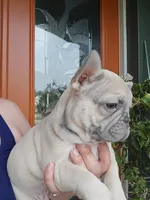 DC, a male French Bulldog for sale in Sebring, FL – 5 of 9