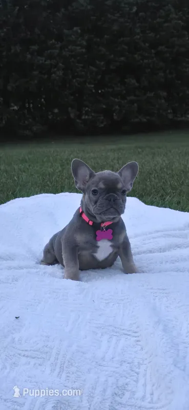 Georgia  – French Bulldog puppy for sale in Sebring, FL