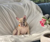 DC, a male French Bulldog for sale in Sebring, FL – 10 of 10