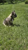 INDY, a male French Bulldog for sale in Sebring, FL – 5 of 9