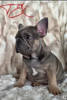TEX, a male French Bulldog for sale in Sebring, FL – 4 of 7