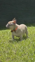 DC, a male French Bulldog for sale in Sebring, FL – 2 of 10