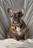INDY, a male French Bulldog for sale in Sebring, FL – 9 of 9