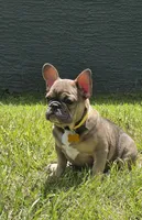 INDY, a male French Bulldog for sale in Sebring, FL – 2 of 9