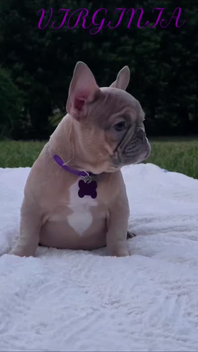 Virginia , a female French Bulldog for sale in Sebring, FL – 4 of 8