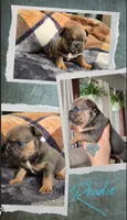 Rhodie , a male French Bulldog for sale in Sebring, FL – 8 of 8